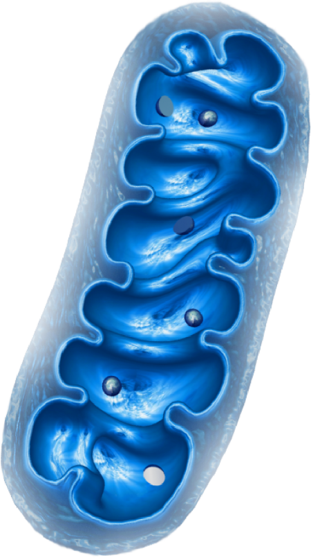 Mitochondrium Description
